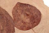 Two Red Fossil Leaves (Zizyphoides & Eucommia) - Montana #188927-3